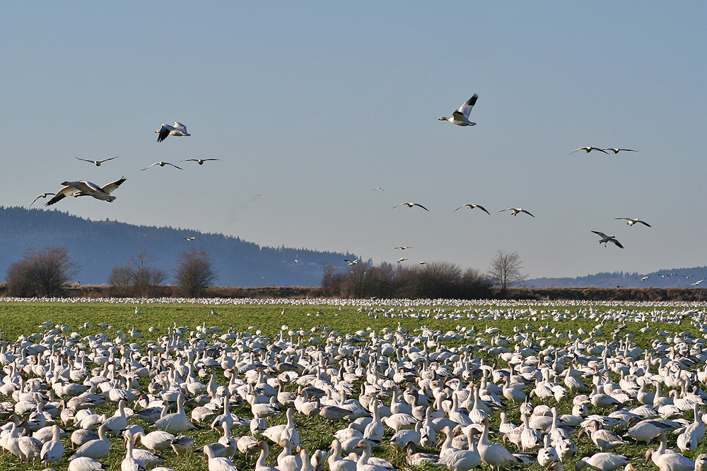 Snow Geese